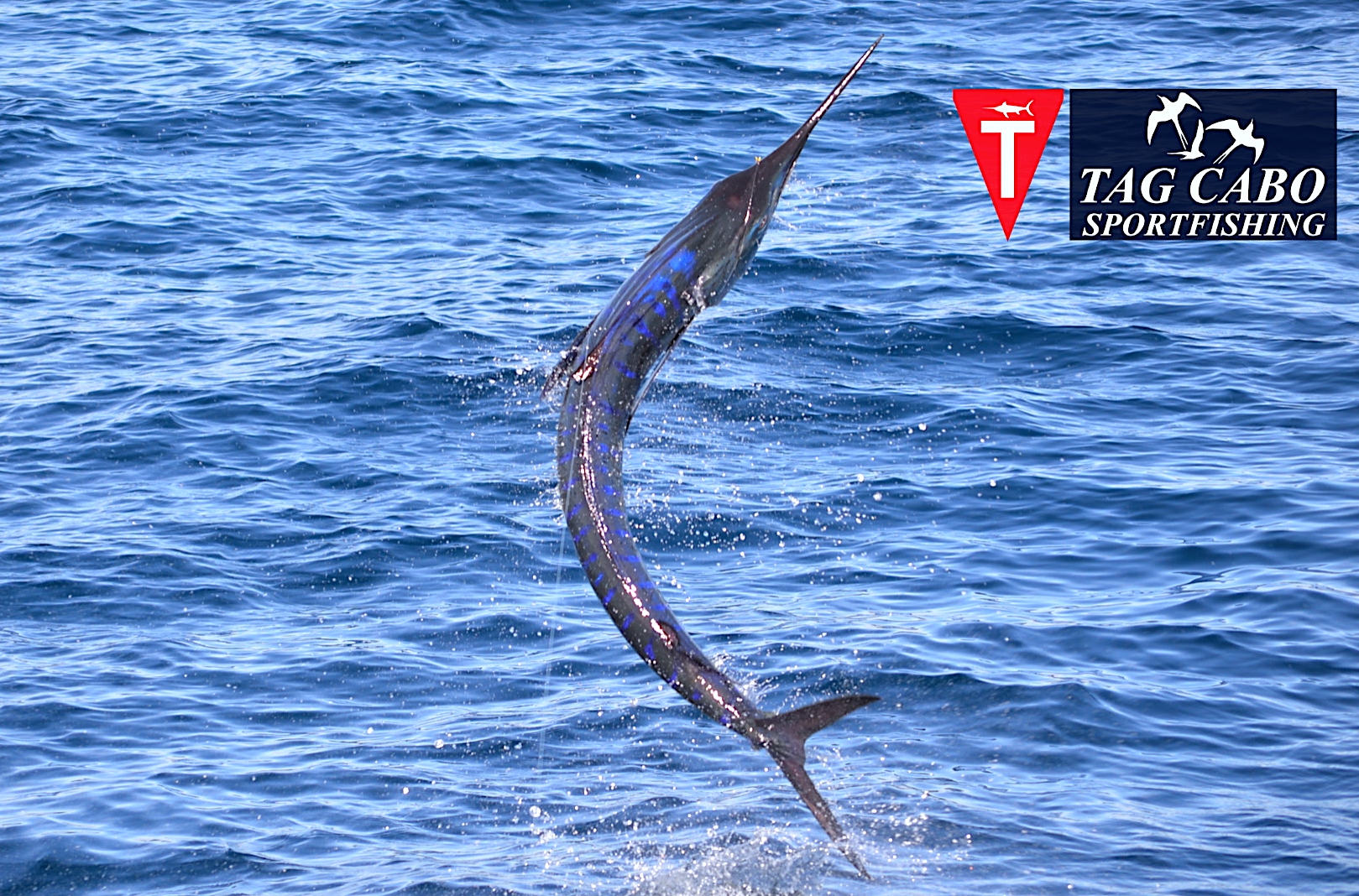 A Simple Guide to Fishing in Cabo San Lucas 2 striped marlin - Tag Cabo Sportfishing