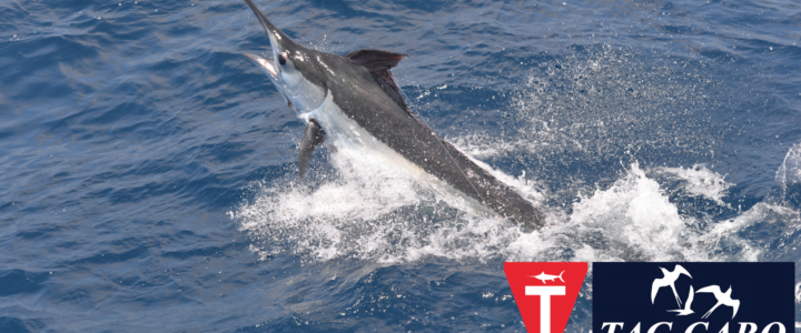 Cabo fishing report September 29th 2017 Cabo fishing report September 29th 2017