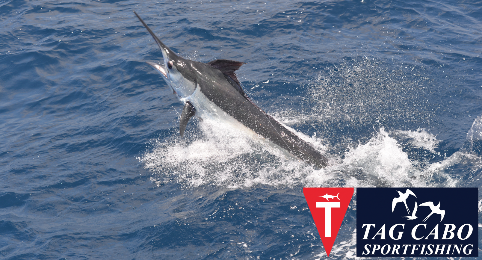 Cabo fishing report September 29th 2017 19 deep sea fishing in Cabo, Cabo yacht charters, Cabo sportfishing reports, Cabo fishing reports, Cabo sportfishing rentals, Cabo sportfishing charters, Gordo bank fishing,