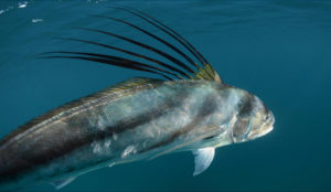 Roosterfish fishing in cabo San lucas Sports Fishing