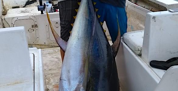 Cabo fishing reports/ Cabo fishing report August 19th 2017 Cabo fishing reports/ Cabo fishing report August 19th 2017