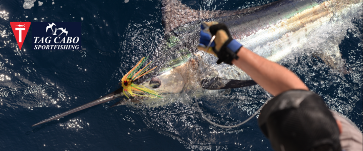 Cabo fishing report August 8th 2017/ Cabo fishing reports Cabo fishing report August 8th 2017/ Cabo fishing reports