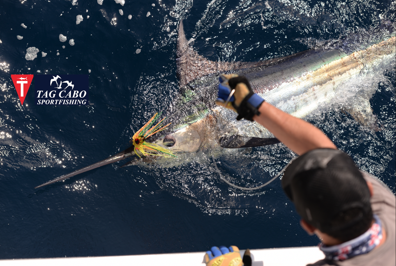 Cabo fishing report August 8th 2017/ Cabo fishing reports 6 deep sea fishing in Cabo, Cabo yacht charters, Cabo sportfishing reports, Cabo fishing reports, Cabo sportfishing rentals, Cabo sportfishing charters, Gordo bank fishing,