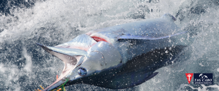 Cabo fishing reports August 10th 2017/Cabo fishing report Cabo fishing reports August 10th 2017/Cabo fishing report