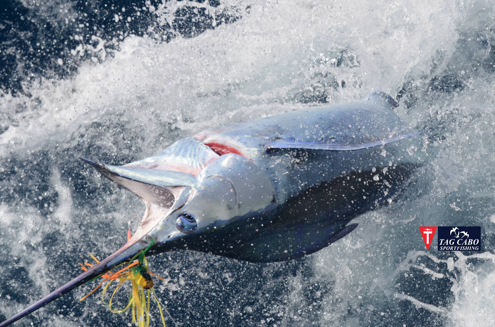 Cabo fishing reports August 10th 2017/Cabo fishing report 4 deep sea fishing in Cabo, Cabo yacht charters, Cabo sportfishing reports, Cabo fishing reports, Cabo sportfishing rentals, Cabo sportfishing charters, Gordo bank fishing,