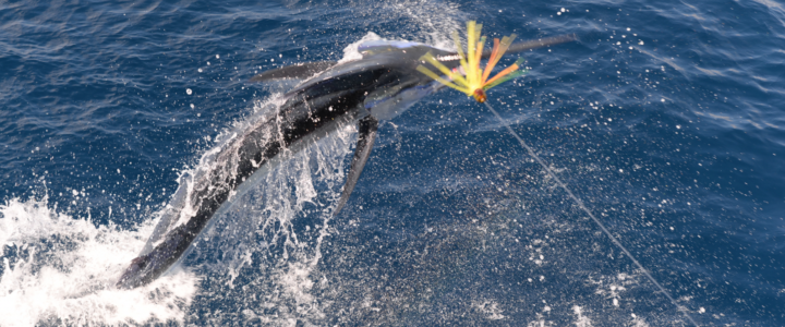52 Marlins in 3 days out of finger bank. 52 Marlins in 3 days out of finger bank.