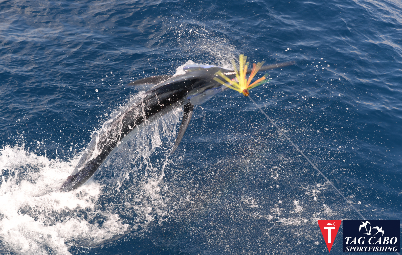 52 Marlins in 3 days out of finger bank. 28 52 Marlins in 3 days out of finger bank.deep sea fishing in Cabo, Cabo yacht charters, Cabo sportfishing reports, Cabo fishing reports, Cabo sportfishing rentals, Cabo sportfishing charters, Gordo bank fishing,Cabo fishing report