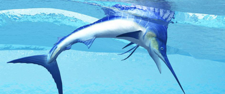Cabo – Marlin Capital of the World Cabo – Marlin Capital of the World