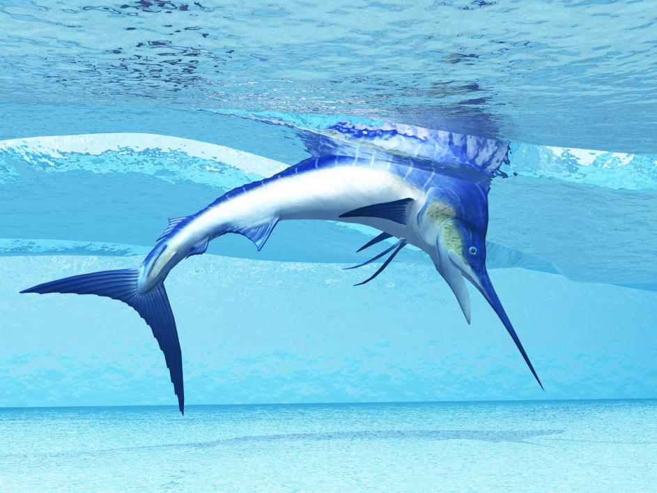 Cabo – Marlin Capital of the World 22 Cabo – Marlin Capital of the World