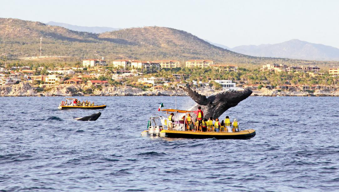Best Fishing Spots in Cabo San Lucas —Revealed! 1 Best Fishing Spots in Cabo San Lucas