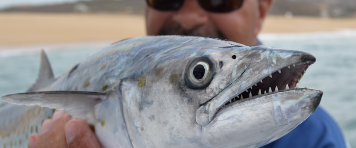 Cabo fishing report February 2018 Cabo fishing report February 2018