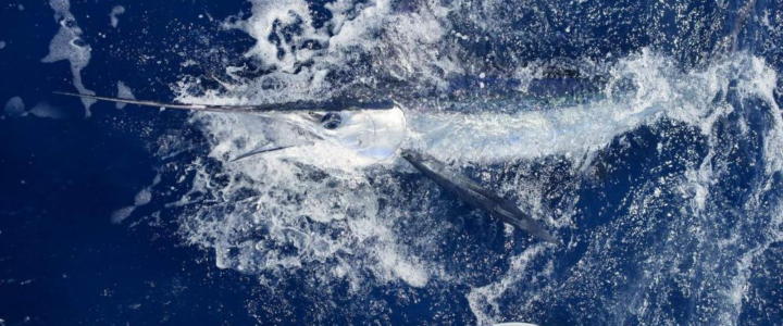Are You A Beginner Marlin Fisher? Here Are Some Tips To Help You Are You A Beginner Marlin Fisher? Here Are Some Tips To Help You