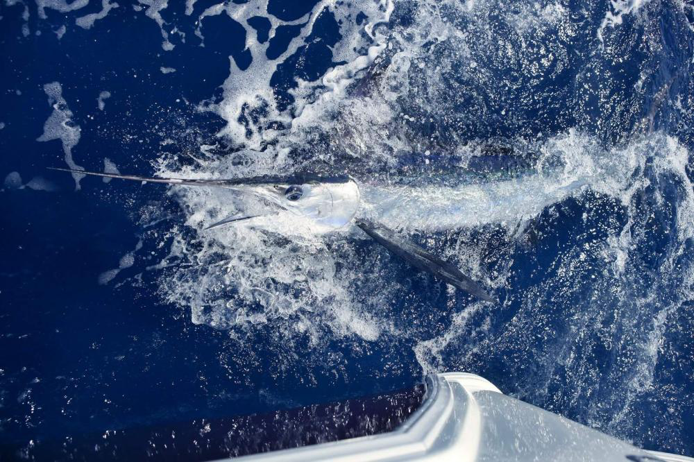 Planning On Fishing For Stripped Marlins? Things You Need To Know First 5 Fishing For Stripped Marlins