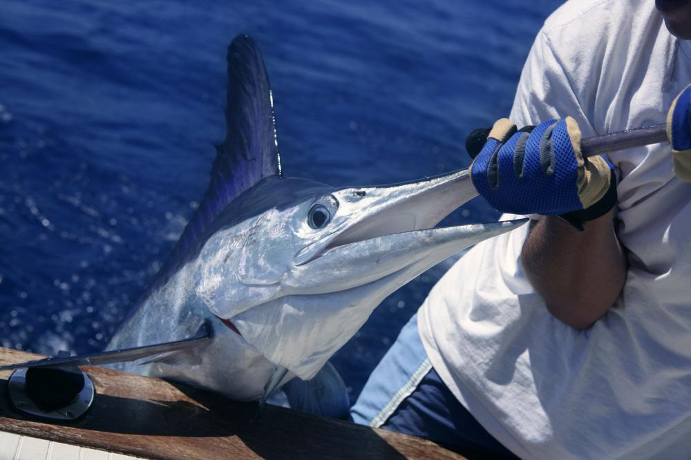 The Complete Guide To the Bisbee’s Los Cabos Offshore 3 The Complete Guide To the Bisbee’s Los Cabos Offshore