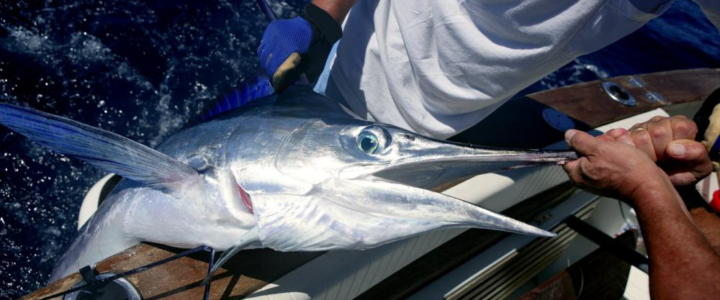 Tips & Tricks for the Beginner Marlin Fisher Tips & Tricks for the Beginner Marlin Fisher