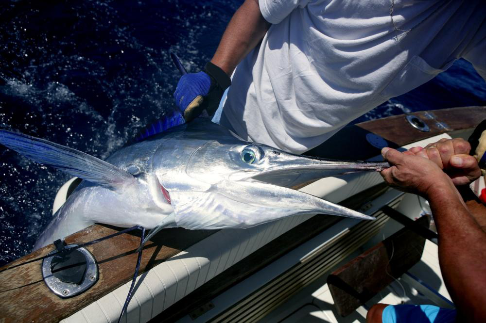 Tips & Tricks for the Beginner Marlin Fisher 2 Beginner Marlin Fisher