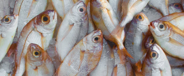 Off The Hook: Cooking Your Catch Off The Hook: Cooking Your Catch