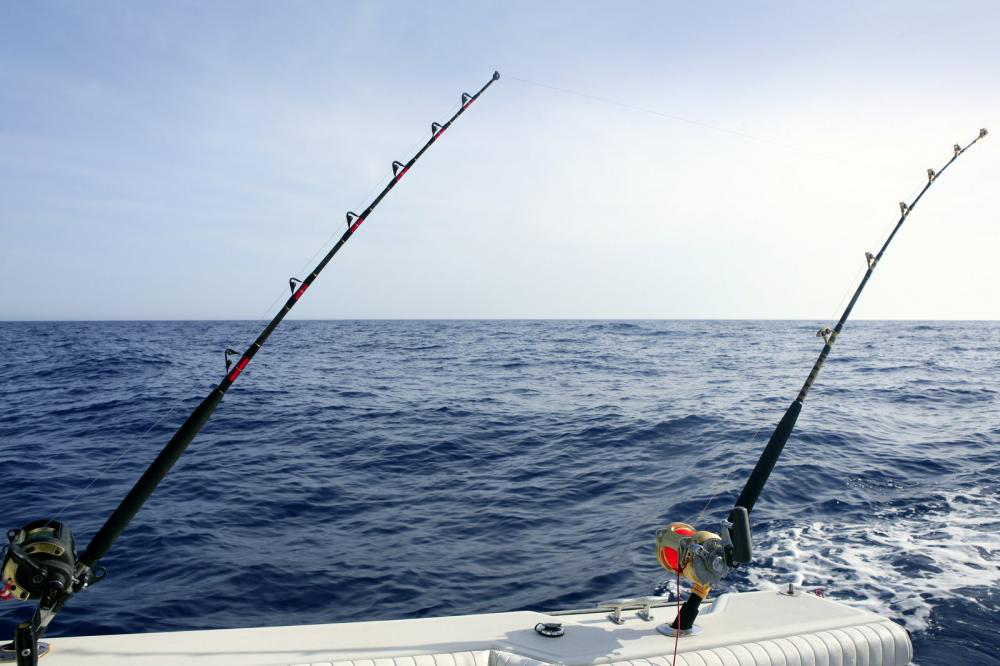 Choosing the Perfect Bait for Your Fishing Trip to Cabo San Lucas: What You Need to Know 4 Choosing the Perfect Bait for Your Fishing Trip to Cabo San Lucas: What You Need to Know