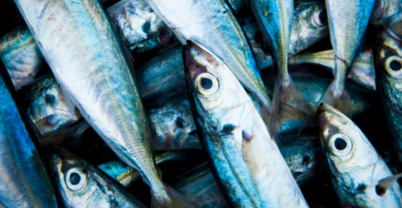Four Essentials Items You Need For Your Fishing Trip Four Essentials Items You Need For Your Fishing Trip