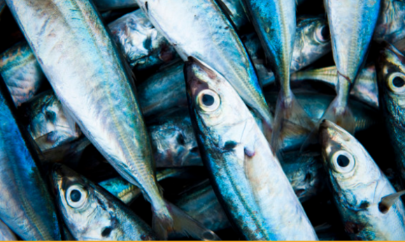 Four Essentials Items You Need For Your Fishing Trip 3 Four Essentials Items You Need For Your Fishing Trip