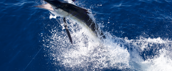 Marlin Fishing Made Simple: Pro Tips For Chasing Marlin Marlin Fishing Made Simple: Pro Tips For Chasing Marlin