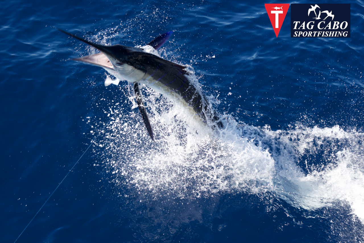 Marlin Fishing Made Simple: Pro Tips For Chasing Marlin 8 Pro Tips For Chasing Marlin