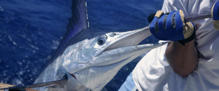 Blue Marlins Did You Know?? Blue Marlins Did You Know??