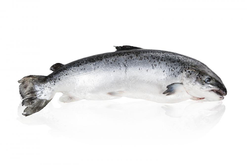 X Ways to Make Fishing More Sustainable 1 Injured Marine Creatures
