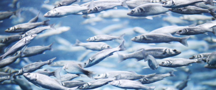 X Ways to Make Fishing More Sustainable X Ways to Make Fishing More Sustainable