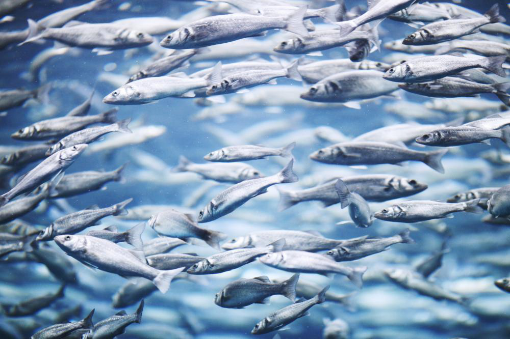 X Ways to Make Fishing More Sustainable 12 Make Fishing More Sustainable