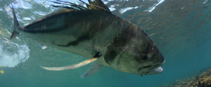 5 of the Toughest Game Fish to Catch on Your Next Sportfishing Trip 5 of the Toughest Game Fish to Catch on Your Next Sportfishing Trip