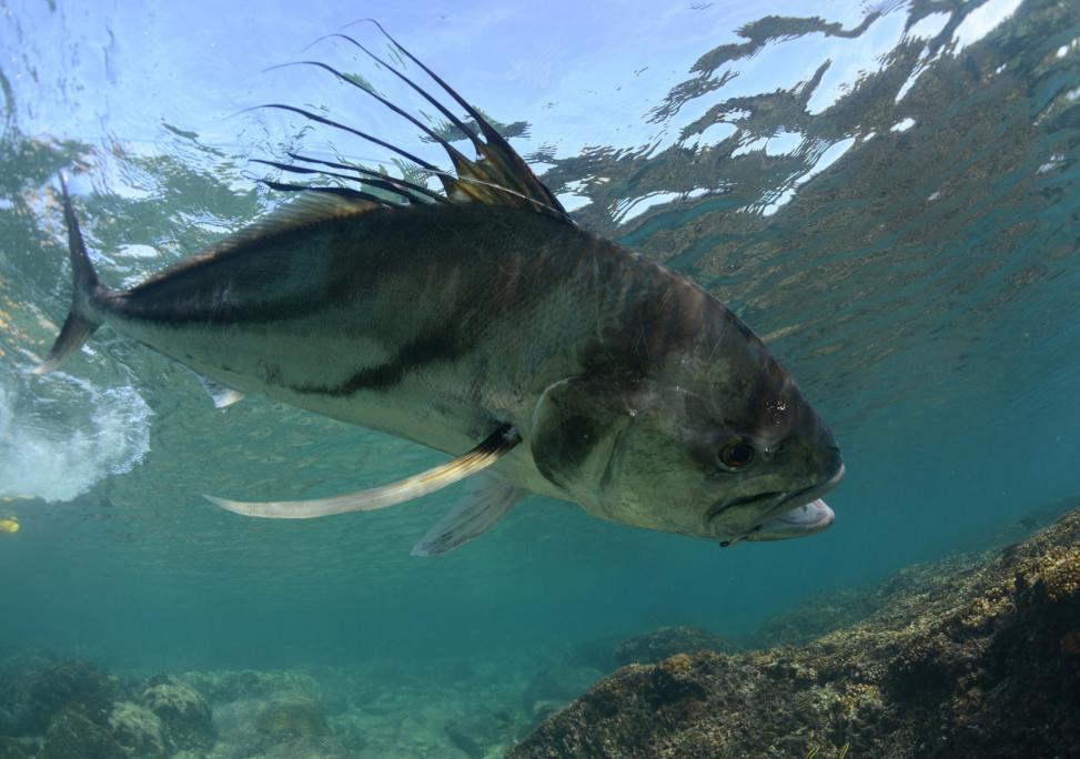 5 of the Toughest Game Fish to Catch on Your Next Sportfishing Trip 13 Roosterfish