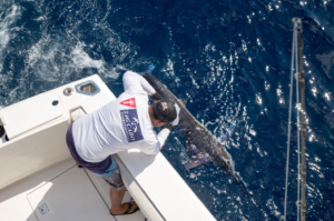 Deep Sea fishing in Cabo San Lucas Deep Sea fishing in Cabo San Lucas