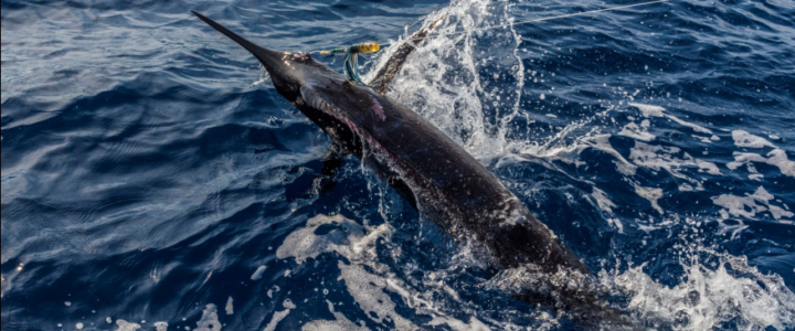 4 Types of Fishes You’ll Find in San Lucas, Cabo 4 Types of Fishes You’ll Find in San Lucas, Cabo