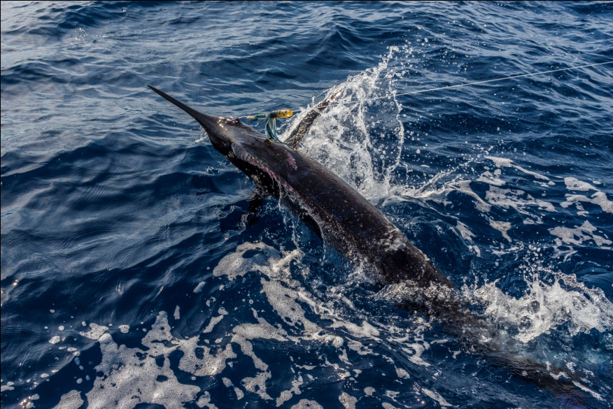 4 Types of Fishes You’ll Find in San Lucas, Cabo 8 Types of Fishes You’ll Find in San Lucas