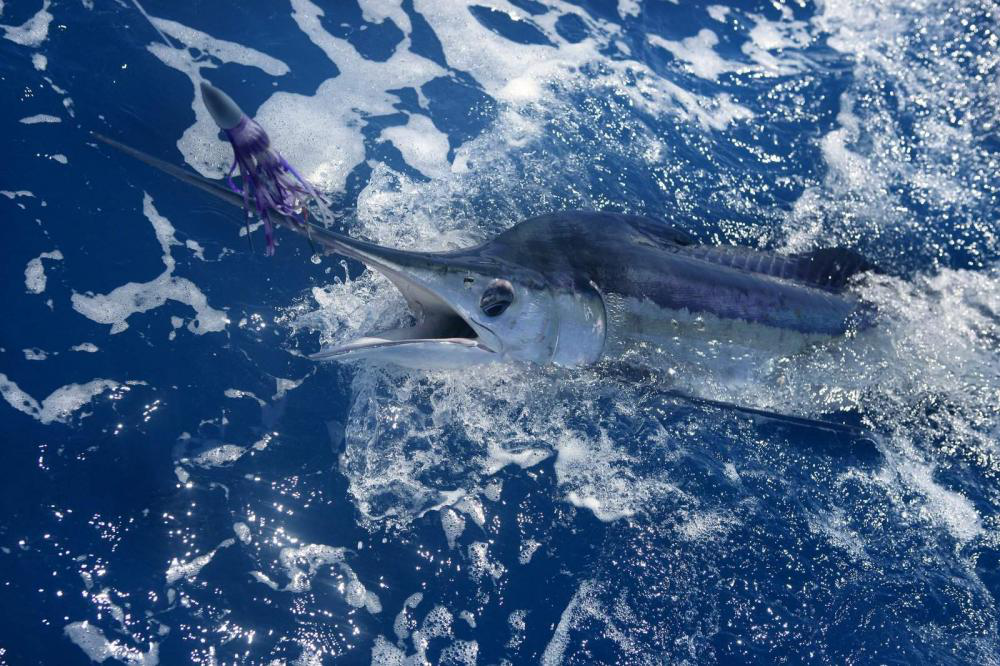 Off I Go Casting: Marlin Fishing in Cabo San Lucas 1 Striped Marlin