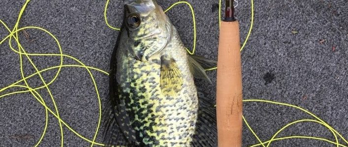 The Best Fishing Lines Available The Best Fishing Lines Available