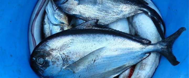 3 Fintastic Fish Recipes To Try After Your Fishing Trip to Cabo San Lucas 3 Fintastic Fish Recipes To Try After Your Fishing Trip to Cabo San Lucas