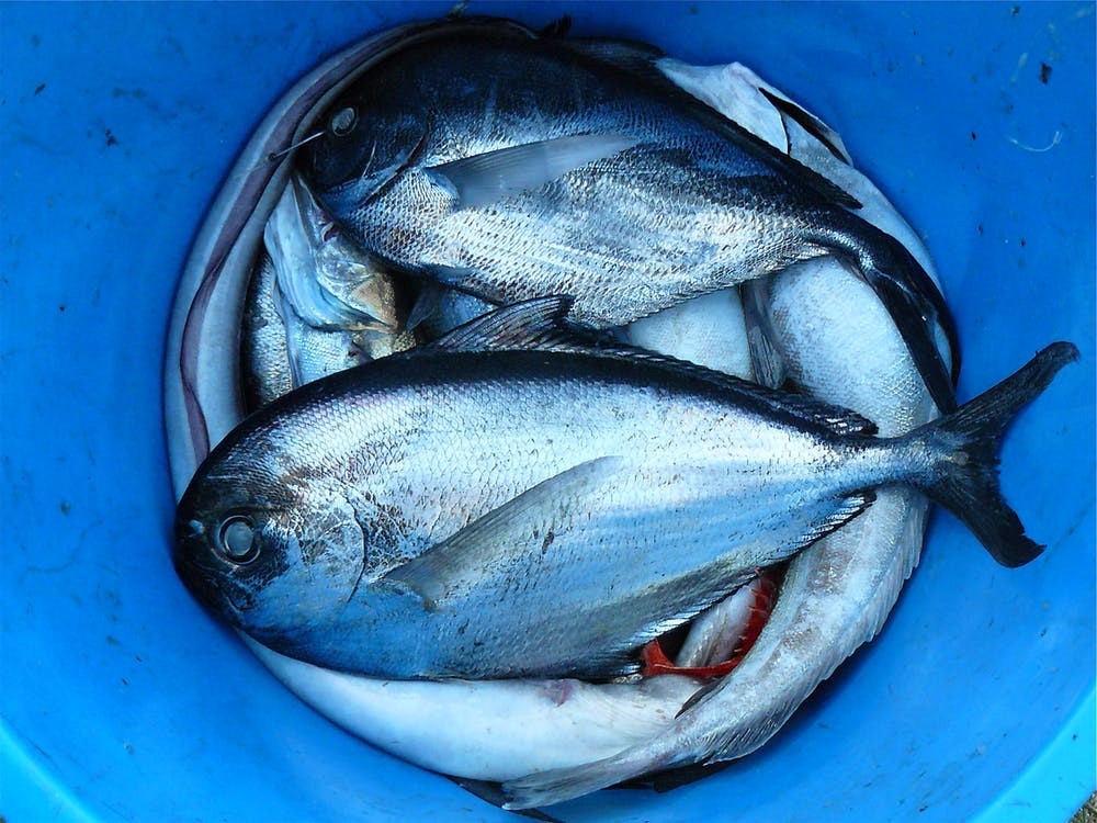3 Fintastic Fish Recipes To Try After Your Fishing Trip to Cabo San Lucas 2 Fishing Trip to Cabo San Lucas
