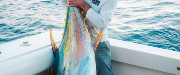 How to target yellowfin tunas out from Cabo San Lucas. How to target yellowfin tunas out from Cabo San Lucas.