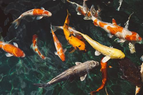 Best Spots for Deep Sea Fishing 2 orange and yellow fish in the sea