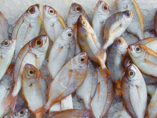 Best Spots for Deep Sea Fishing 3 fish in the fish market