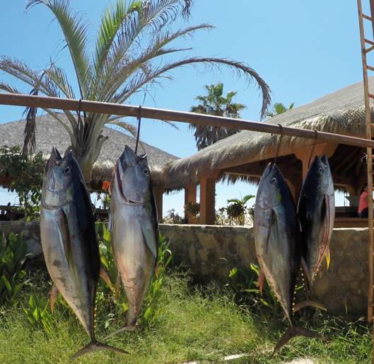 What Makes A Great Sportsfishing Trip? 2 Freshly caught catch from a sportfishing trip.