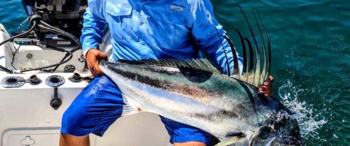 Fishing for roosterfish in Cabo San Lucas Fishing for roosterfish in Cabo San Lucas
