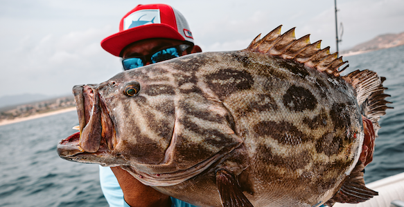 Broomtail Grouper fishing in Cabo San Lucas. Broomtail Grouper fishing in Cabo San Lucas.