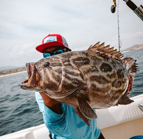 Broomtail Grouper in Cabo San Lucas. Broomtail groupers in Cabo San Lucas.
