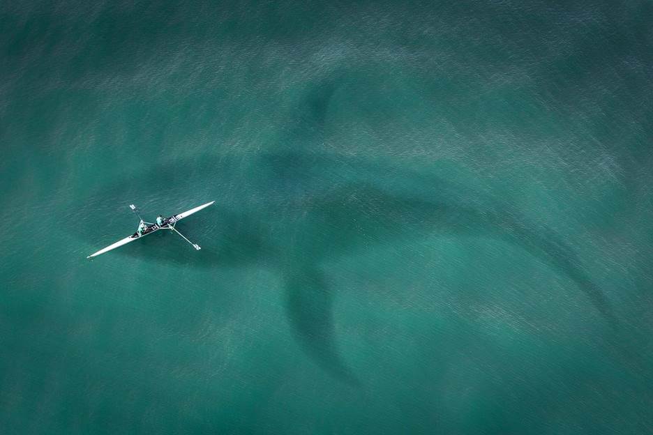 4 Things to Experience to Make Your Cabo Trip Worthwhile 1 chance to see whales