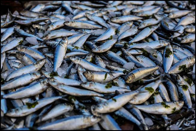 5 Fishing Mistakes That Beginner’s Make 1 photo-of-pile-of-fish