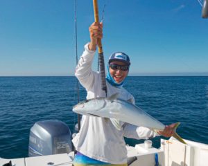 yellowtail amberjacks in Cabo san Lucas yellowtail amberjacks in Cabo san Lucas
