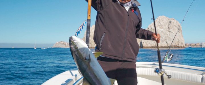 How to catch yellowtail amberjacks in Cabo San Lucas How to catch yellowtail amberjacks in Cabo San Lucas
